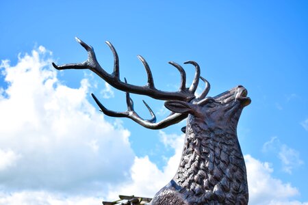 Blue sky deer head antler