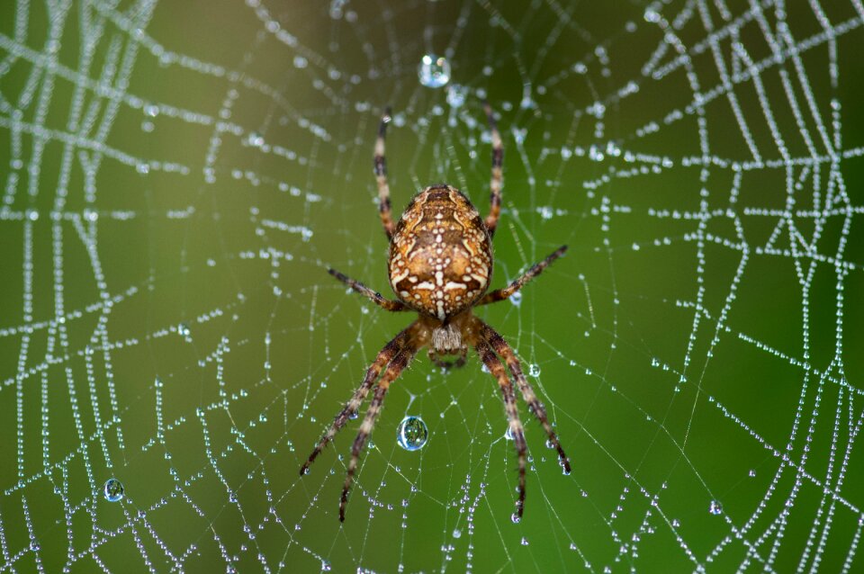 Dew insect arachnid