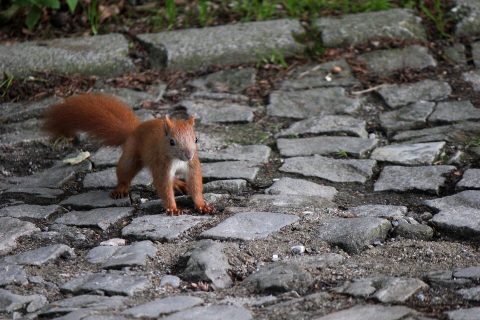 Fauna cute