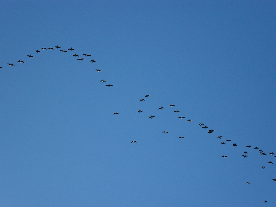 Migrate flight sky