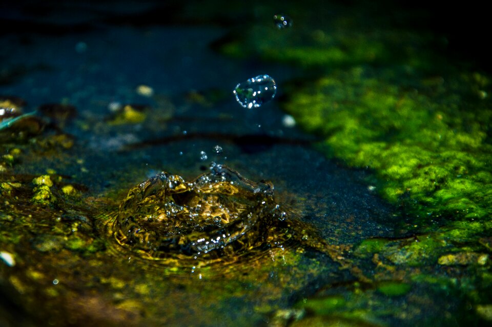 Reptile wet