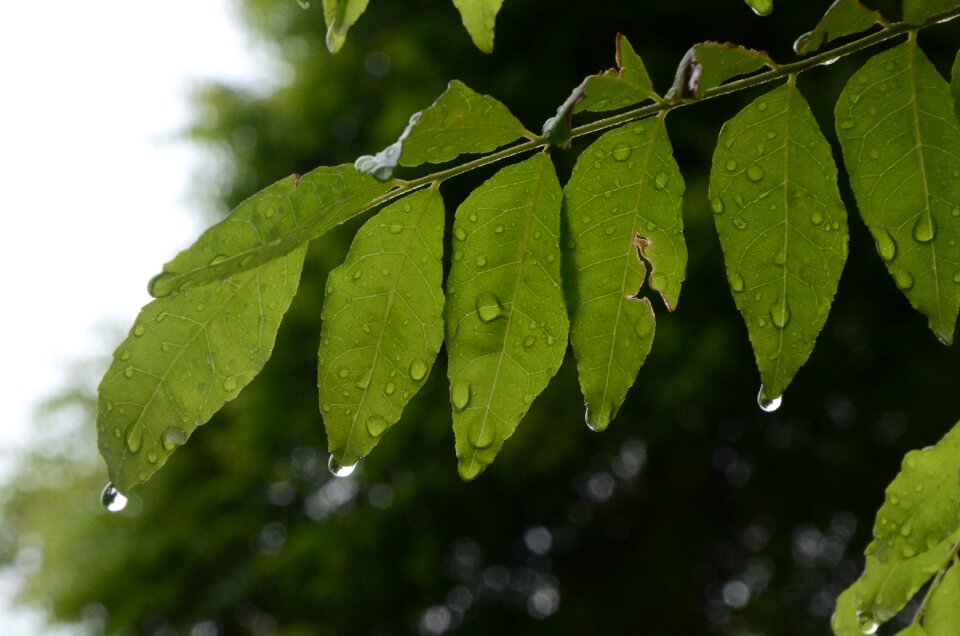 Growth outdoors