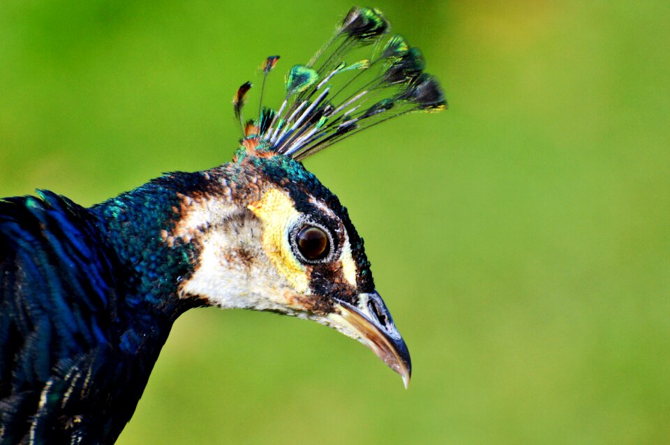 Bill feather pride