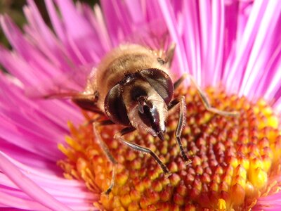 Summer petal insect photo