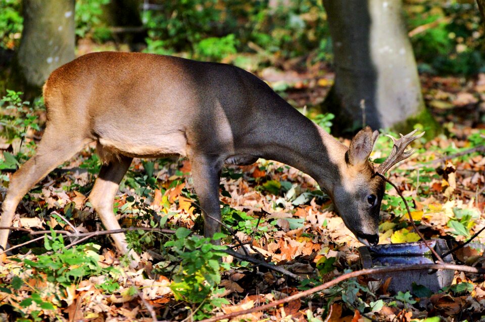 Forest wild animal damm wild