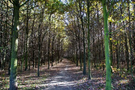 Trees deciduous tree walk photo