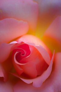 Close up pink rose nature photo