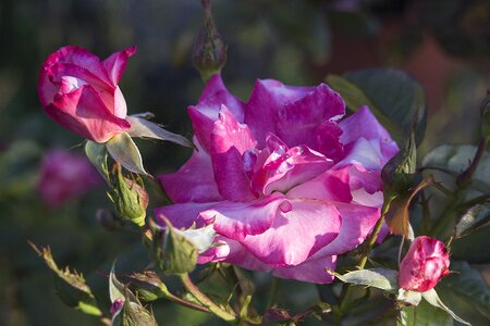 Leaf rose pink photo