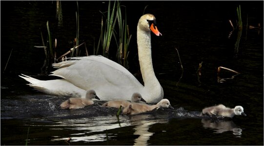 Swan waters animal world