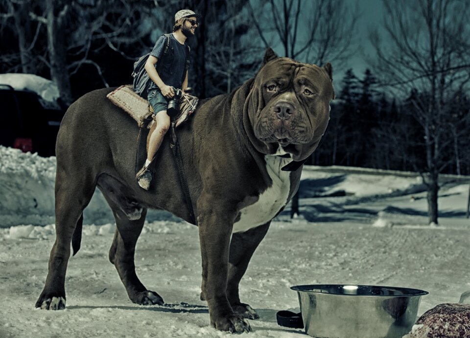 Photographer winter animals