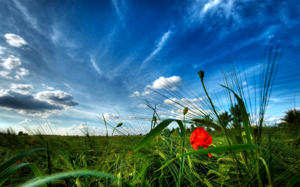 Grass cloud s