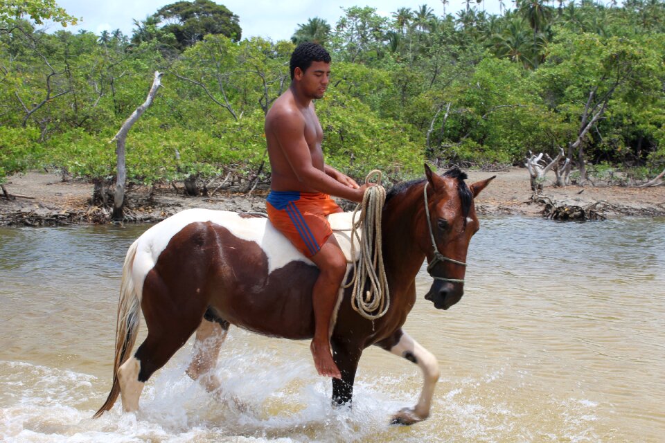 Nature horse equine