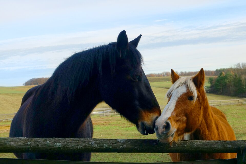 Horses nature paddock