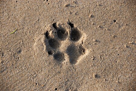 Seashore footprint sandy photo