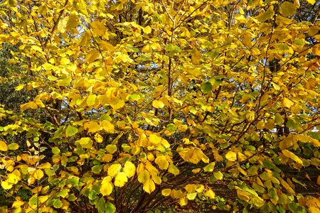 Autumn leaves autumn tree autumn colors photo