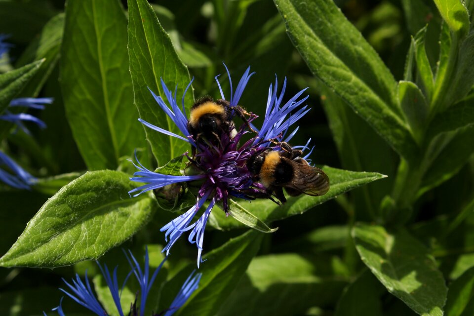 Summer sheet plant