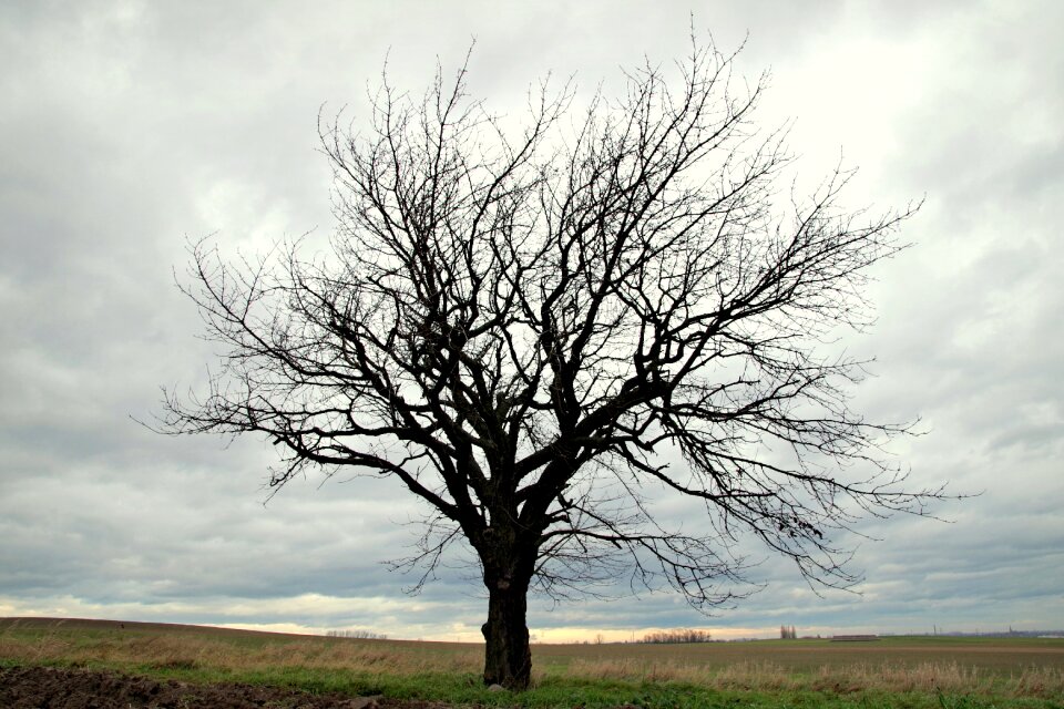 Branches konary empty