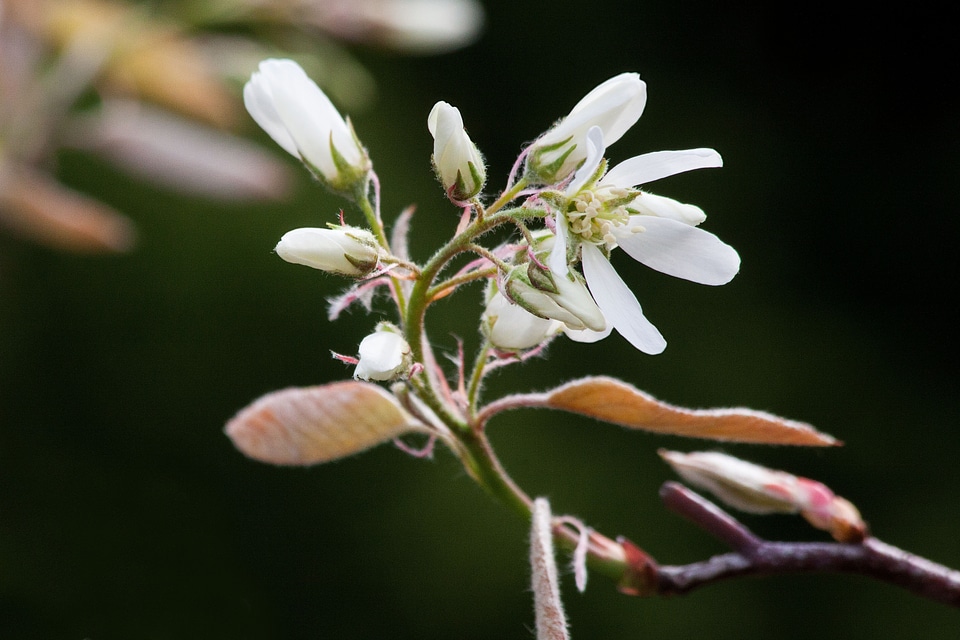Blossomed inflorescence flowers