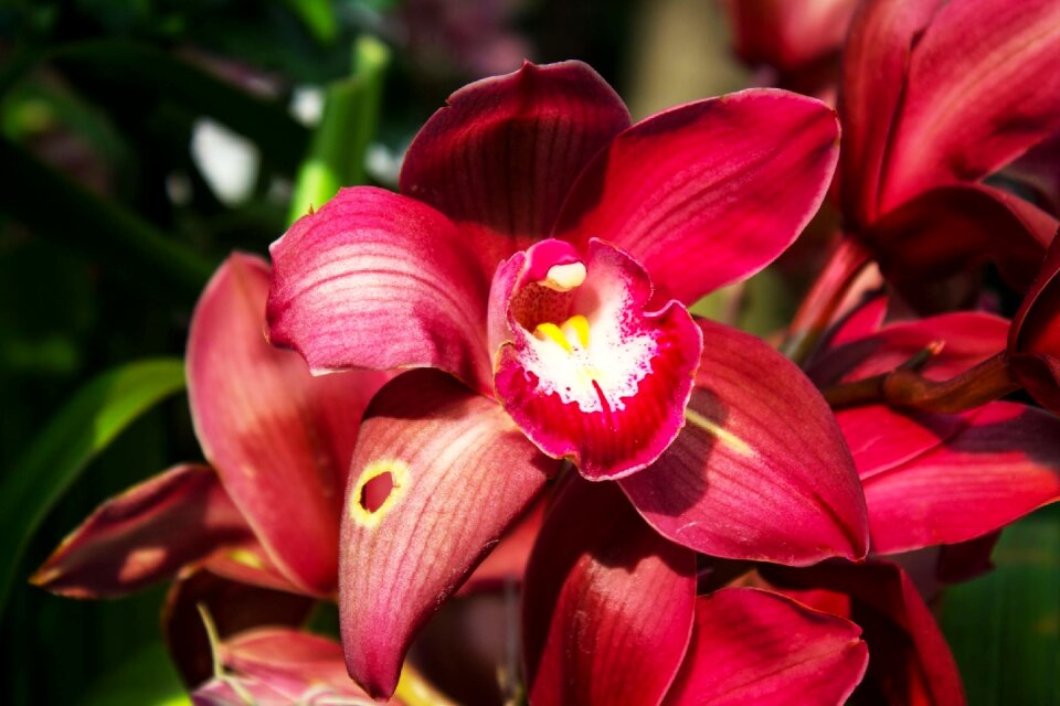 Garden floral botanical