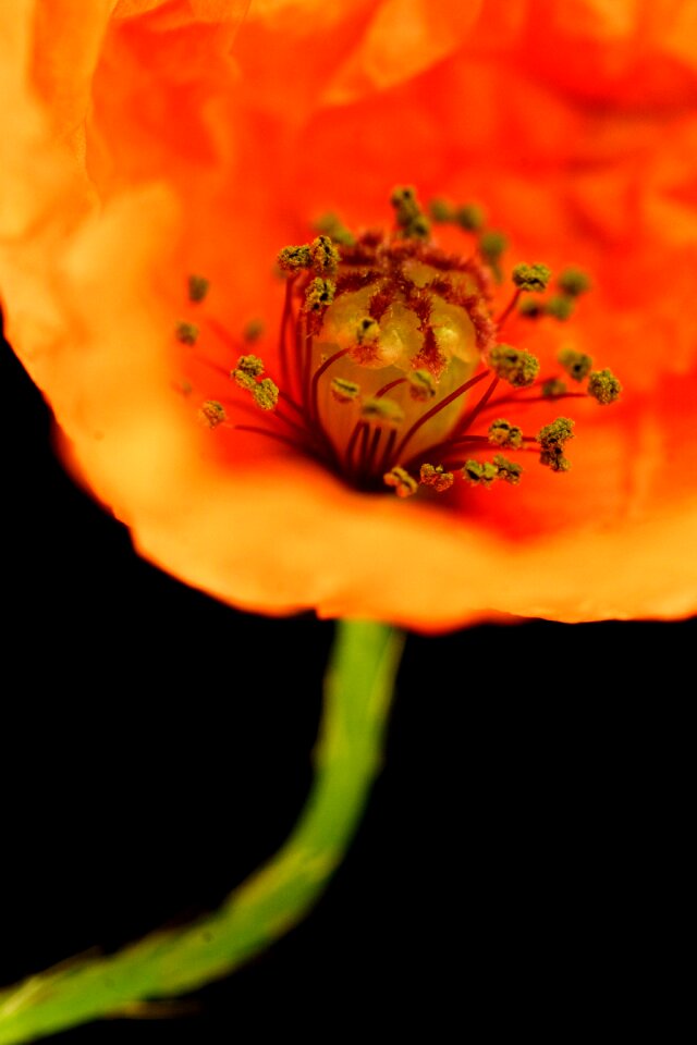 Field poppy corn poppy nature