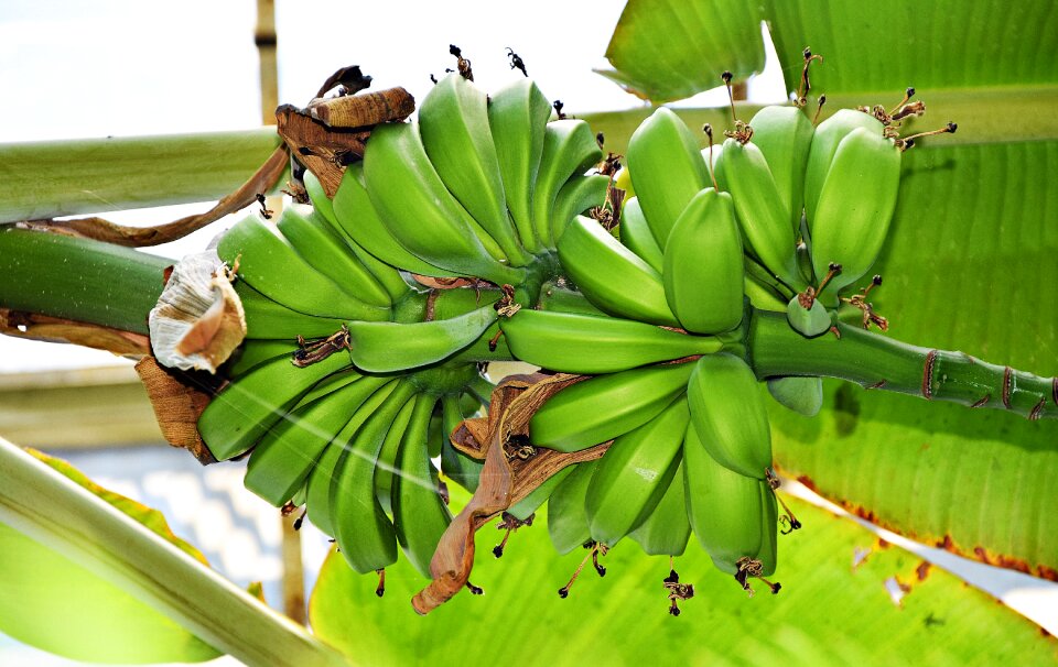 Fruit eating plantation photo