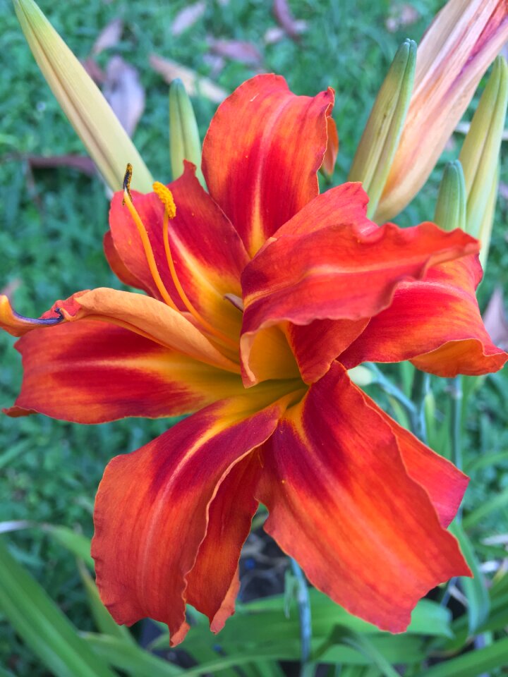 Orange petals spring