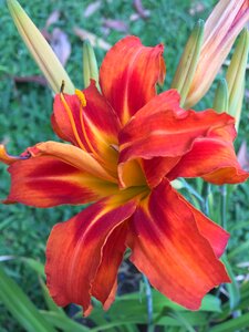 Orange petals spring