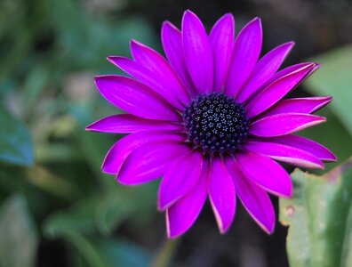 Summer petal violet photo