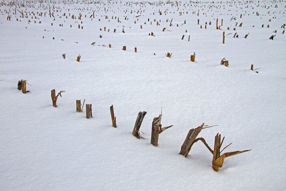 Cut corn snow winter