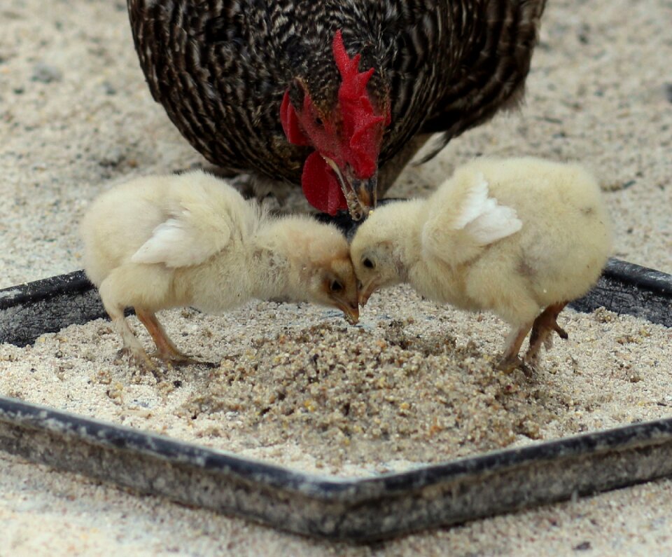 Farm cockerel chick