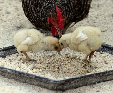 Farm cockerel chick photo