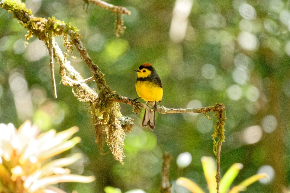 Animal world bird small