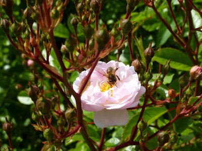 Insect bee pollination photo