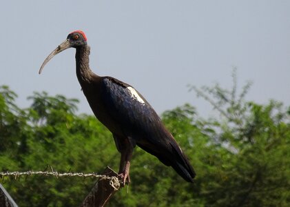 Indian black ibis black ibis ibis photo