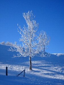 Cold season tree photo