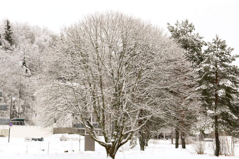 Tree cold