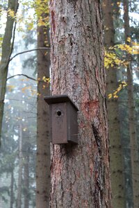 Tree forest birdhouse photo