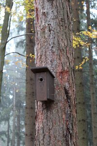 Tree forest birdhouse