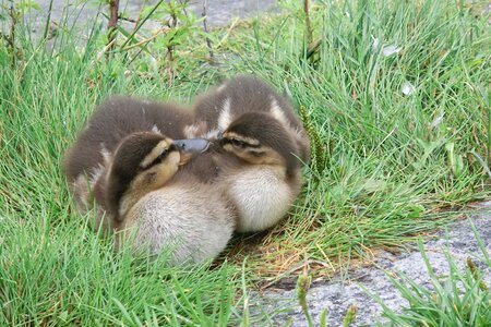Animal world cute ducks