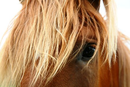 Wild horse face close up