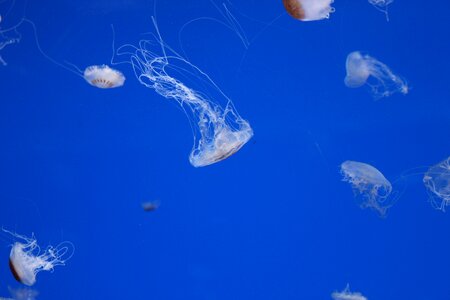 Blue blue jellyfish aquarium