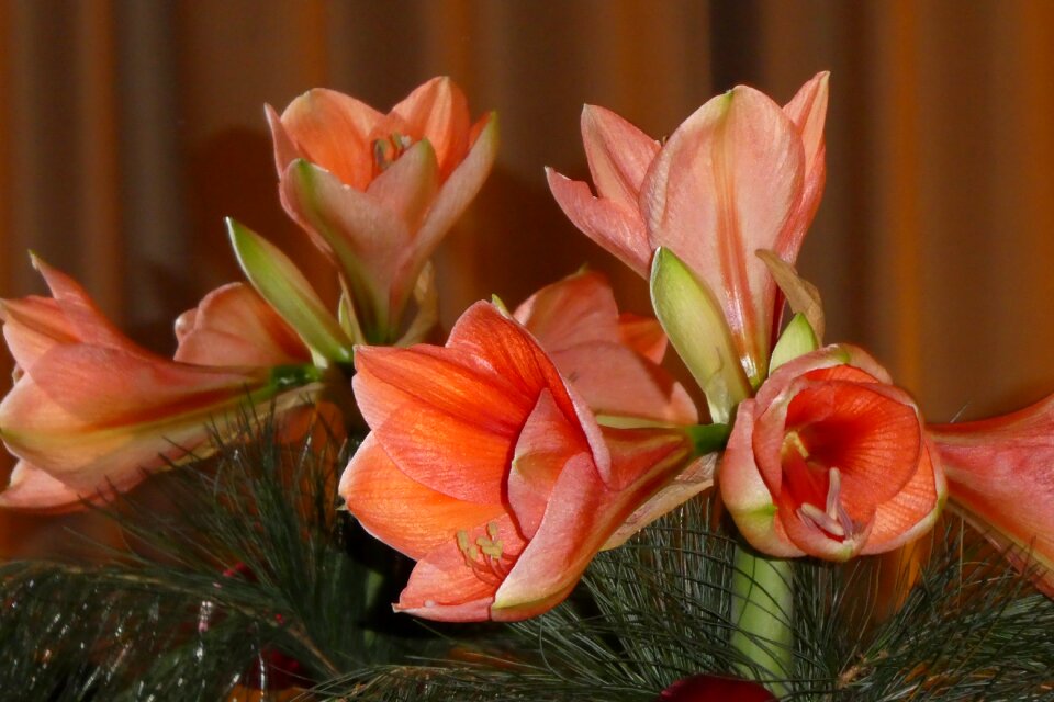 Amaryllis mirroring flowers