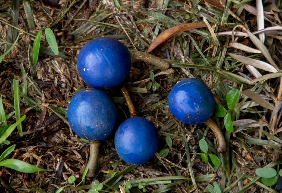 Round elaeocarpus angustifolius tree
