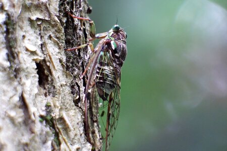 Cicada higurashi it