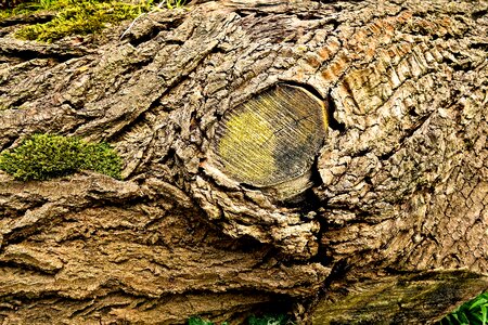 Bark fallen tree moss