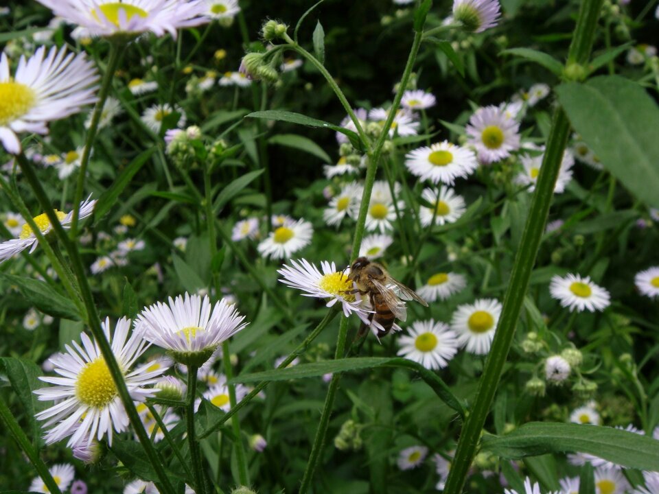 Flower summer field photo