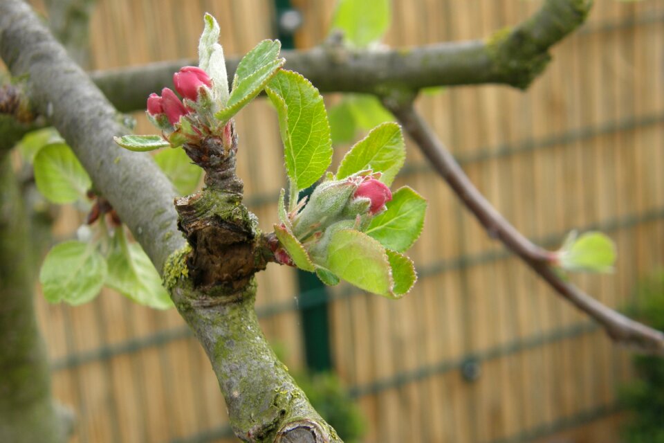 Bloom spring apple blossom