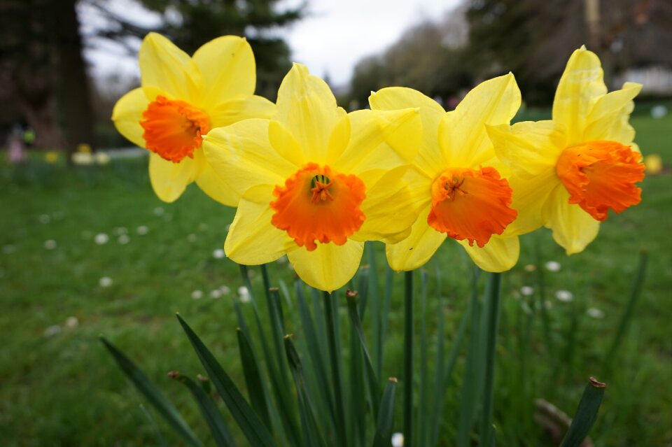 Plant narcissus pseudonarcissus garden