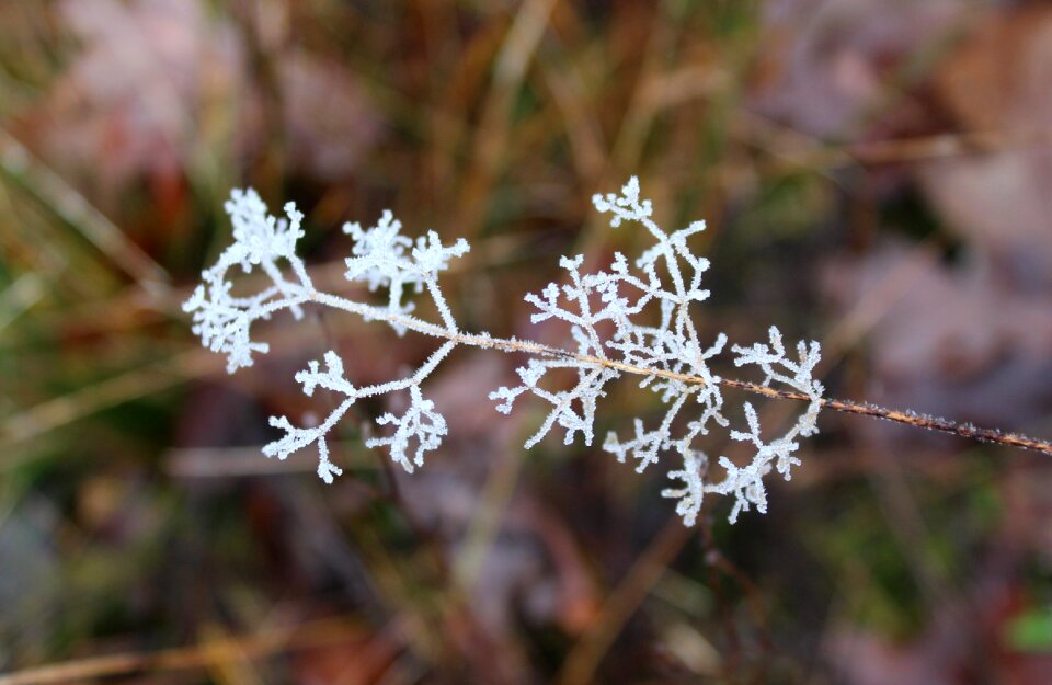 Nature season plant