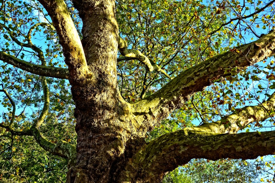 Old tree thick trunk bark
